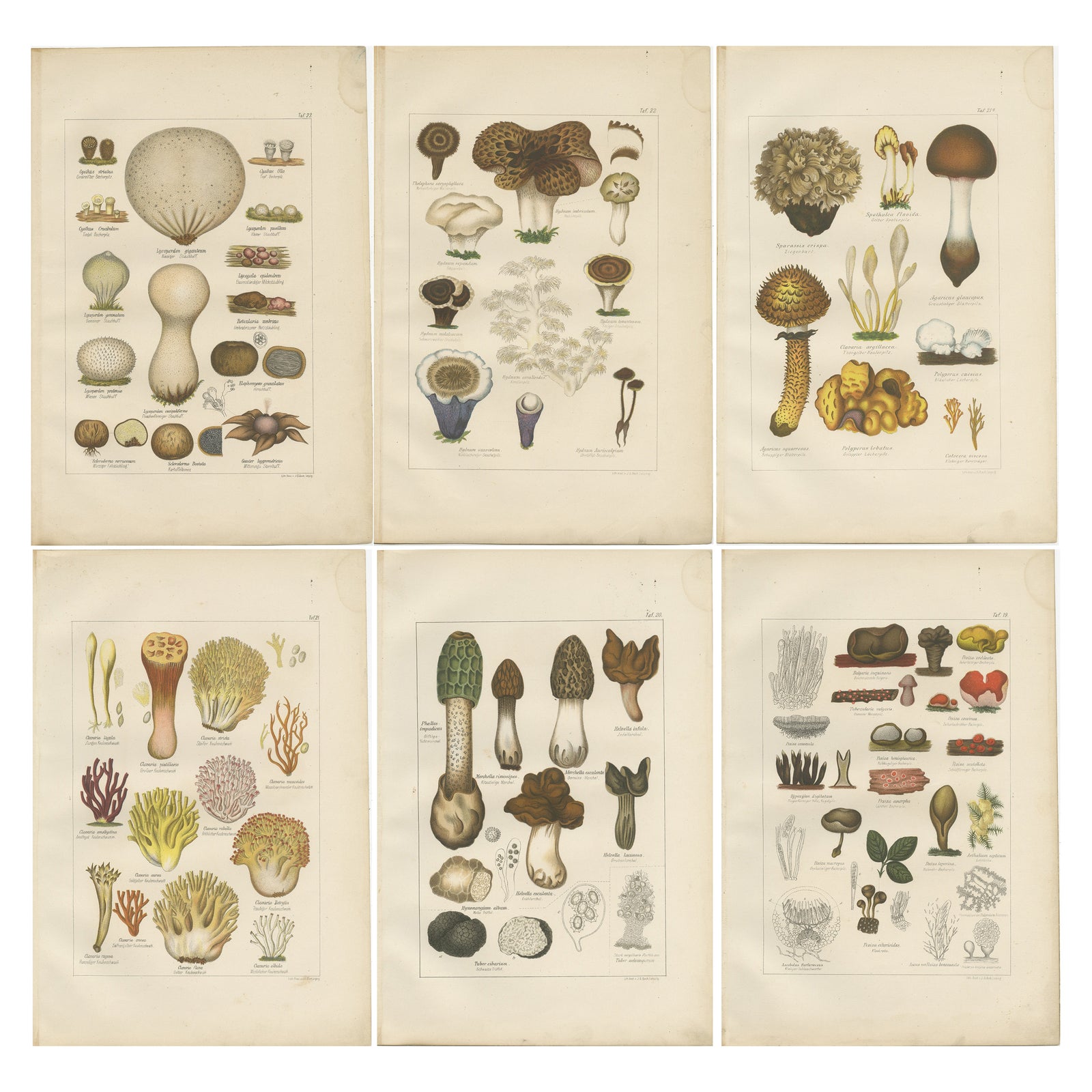 Set of 6 Antique Mycology Prints of the Common Stinkhorn & Other Mushrooms, 1875