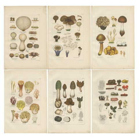 Set of 6 Antique Mycology Prints of the Common Stinkhorn & Other Mushrooms, 1875