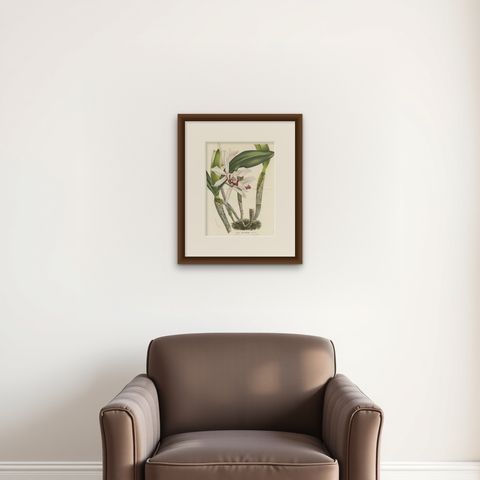 Stelzner's Laelia Orchid: Hand-Colored Lithograph by Louis van Houtte, 1855, shown framed on a wall, true to size