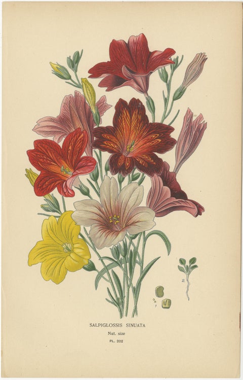 Victorian Garden Gems: Exotic Flowers from 1896-97 Illustrated Series, view 2