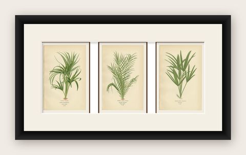 Antique Botanical Prints of Curly Palm, Spiny Date Palm & Trachycarpus, c.1897, shown framed