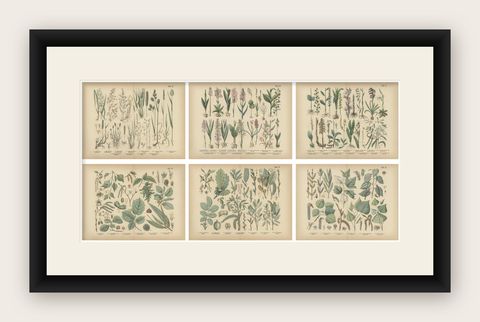 Antique Botanical Prints Set, German Flora & Orchids Atlas, Stuttgart 1885, shown framed