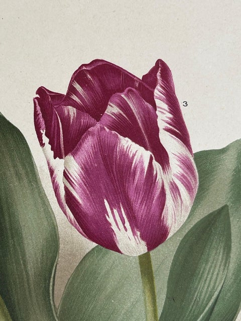 Charles Dickens & Obelisque Hyacinths, Set of Two Florilegium Prints c.1900, view 6