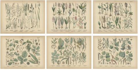 Antique Botanical Prints Set, German Flora & Orchids Atlas, Stuttgart 1885