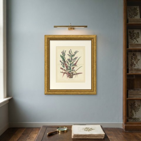 Bromelia Commeliniana, Flowering Bromeliad Chromolithograph, 1859, shown framed on a wall, true to size