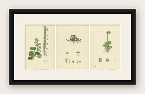 Hand-Colored Botanical Engravings of Naval-wort and Mountain Saxifrages, 1902, shown framed