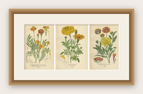 Botanical Prints: French Marigold, African Marigold & Gaillardia Pulchella, 1897, shown framed