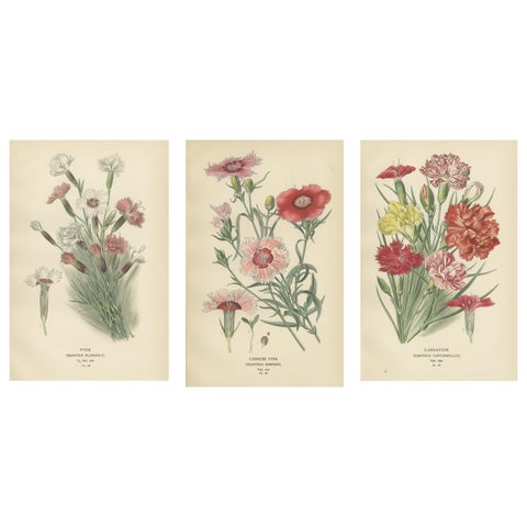 Edwardian Blossoms: A Triptych of Garden Elegance, 1896