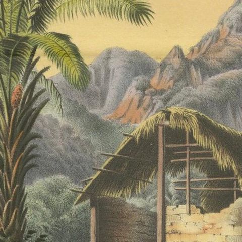 Arecoideae Palm Trees in Serra dos Órgãos, Brazil, circa 1861, close-up 5