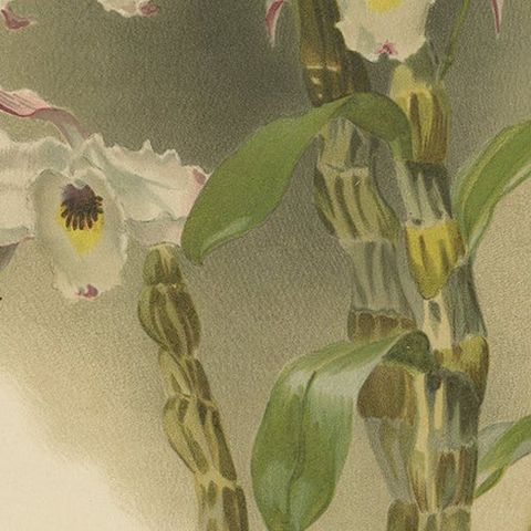 Large Antique Botanical Print, Orchid Dendrobium Melanodiscus, c.1888, close-up 6
