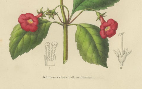 Red Achimenes Flower Botanical Lithograph, Charles Morren, 1845, close-up 2