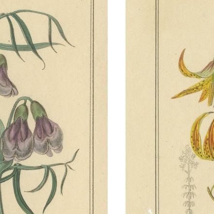 Set of Two Hand-Colored Botanical Engravings by B. Maund 1836, close-up 1