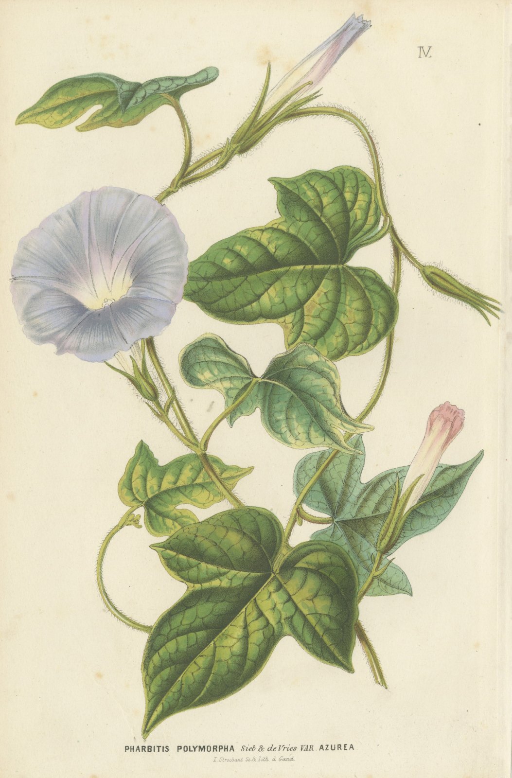 Japanese Morning Glory Azurea, Pharbitis Polymorpha Plate IV, 1858