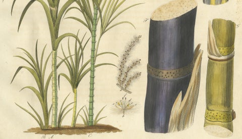 Antique Sugarcane Botanical Print, Saccharum officinarum, Hand Colored, c.1831, close-up 3