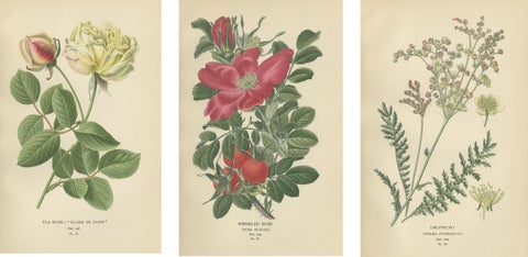 Historic Roses: A Victorian Botanical Showcase, 1896, view 2