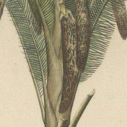 19th Century Sago Palm Tree Antique Engraving Original Handcoloring, 1845, close-up 3