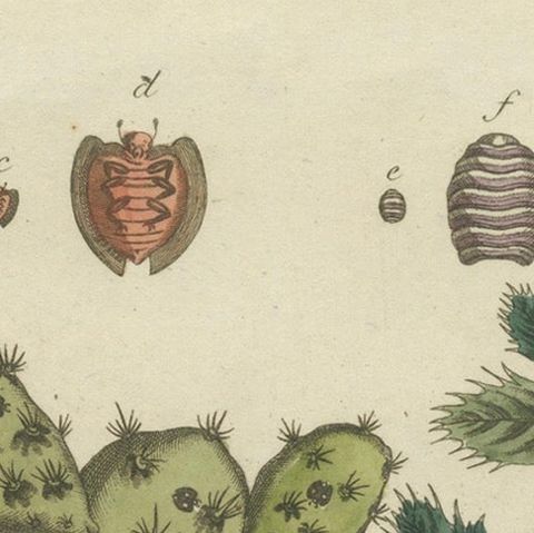Cochineal Cactus and Kermes Oak: Hand-Colored Engraving from 1798, close-up 4