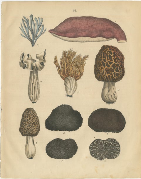 Antique Herbs and Mushrooms Botanical Prints, Natural History Set, 1852, view 4