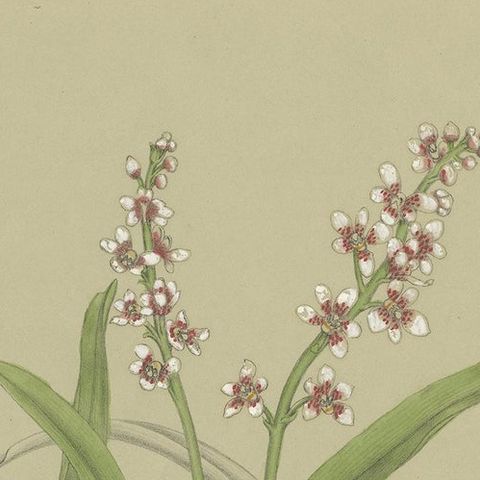 Antique Botany Print of the Large Boulder Orchid, '1884', close-up 1