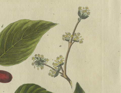Medlar and Cornelian Cherry: Blossoms, Fruit, and Seeds, Bertuch, 1805, close-up 2
