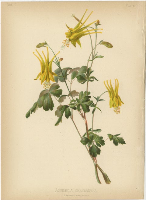 Native US Flora, Four Original Botanical Chromolithograps, 1879, view 2