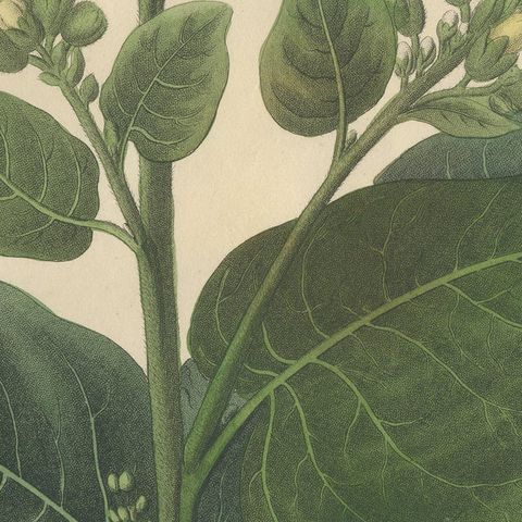 Antique Botanical Print of Nicotiana Rustica, Copper Engraving, c.1831, close-up 6