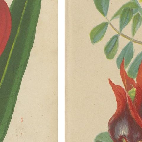 Vibrant Botanical Lithographs: Flamingo Flower and Sturt's Desert Pea, c.1855, close-up 5