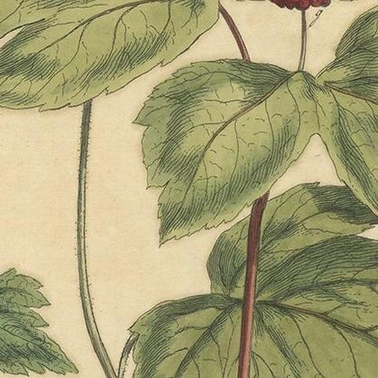 Antique Botany Print of Hydrastis Canadensis, '1759', close-up 2
