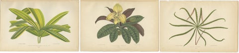 Trio of Elegance: Vintage Botanical Prints, Published in 1880, view 5