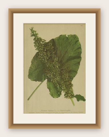 Antique Botany Print of Munk's Rhubarb by Palla, 1897, shown framed