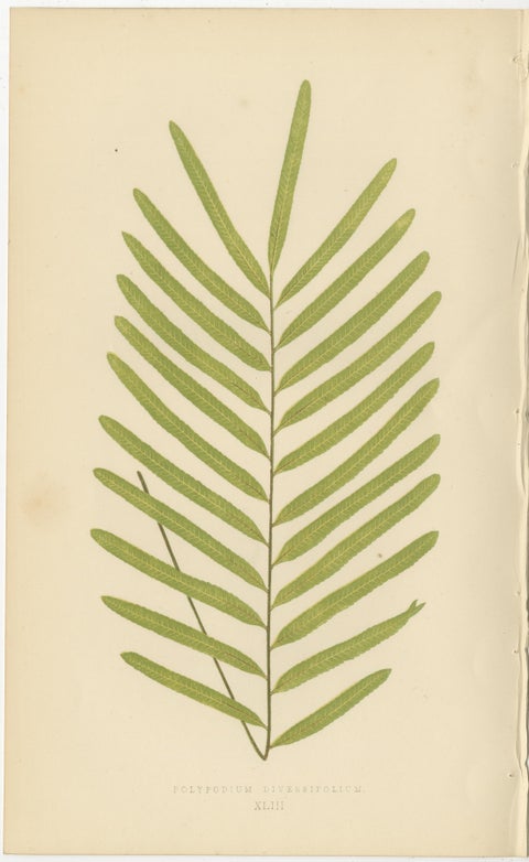 Antique Botanical Fern Prints, Polypodium Studies Decorative Set Lowe 1856, view 2