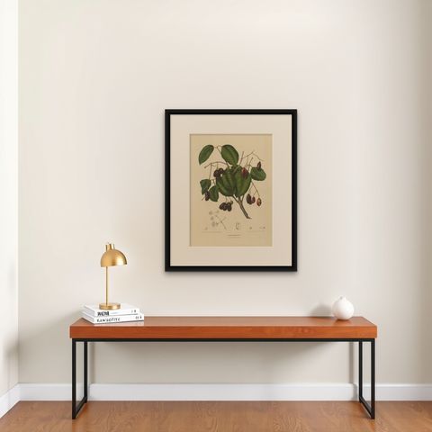 Sizygium Jambolanum, Java Plum Botanical Lithograph c.1863, shown framed on a wall, true to size