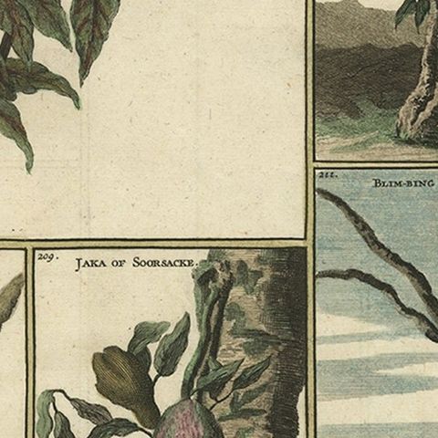 Old Print with Fruits from Asia Cocoa, Soursop Belimbing, Chinese Lemon, 1711, close-up 2