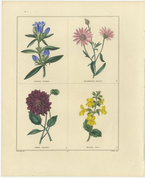 Hand-Colored Floral Engravings, Pair of 1828 Botanical Prints, London, view 3