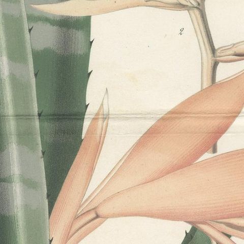 Antique Botany Print of a Billbergia Plant Species by De Vriese '1855', close-up 2