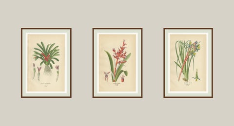 Antique Orchid & Bromeliad Chromolithographs 1897, Karatas, Aechmea, Billbergia, view 5
