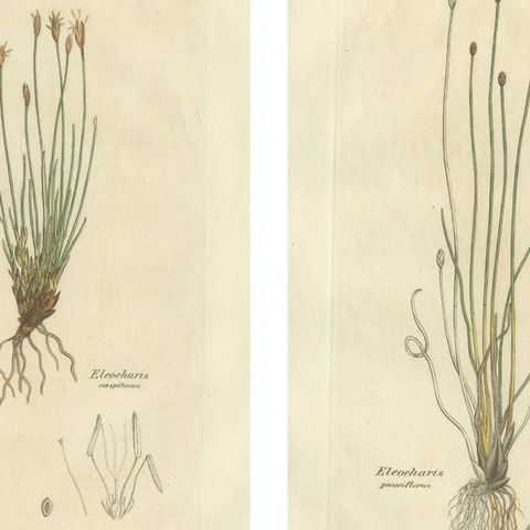Set of 8 Antique Botanical Engravings of Spike-Rush and Bulrush Species, c.1830, close-up 1