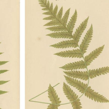 Victorian Fern Botanical Prints, Exotic Decorative Plant Studies Set 1856, close-up 1
