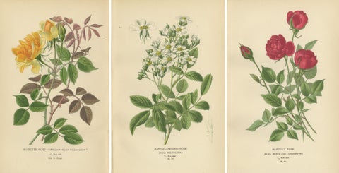 Antique Botanical Prints Collection: Roses and Greenhouse Favorites (1897), view 5