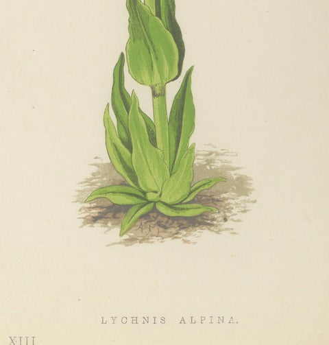 Spiked Speedwell and Alpine Catchfly hand-coloured botanical print 1874, close-up 2