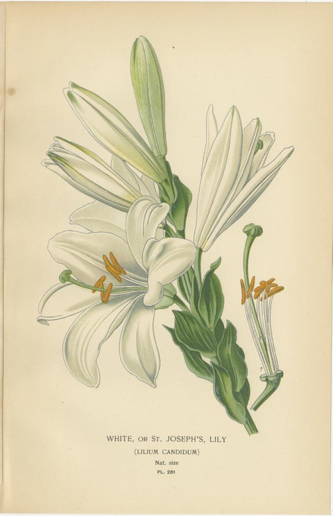 Antique Botanical Lithos of Lilies, Gold-Rayed, Saffron & St. Joseph’s, 1897, view 4