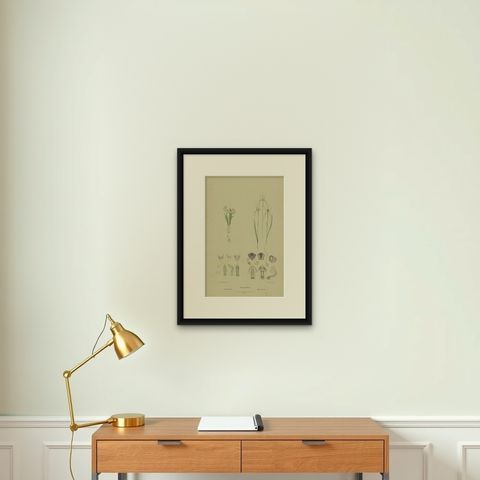 Antique Botany Print of the White Fairy Orchid & Leaping Spider Orchid '1884', shown framed on a wall, true to size