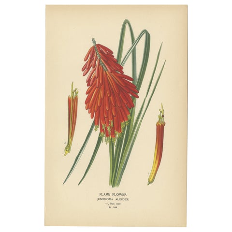 1897 Chromolithograph of the Flame Flower from Step's Botanical Collection