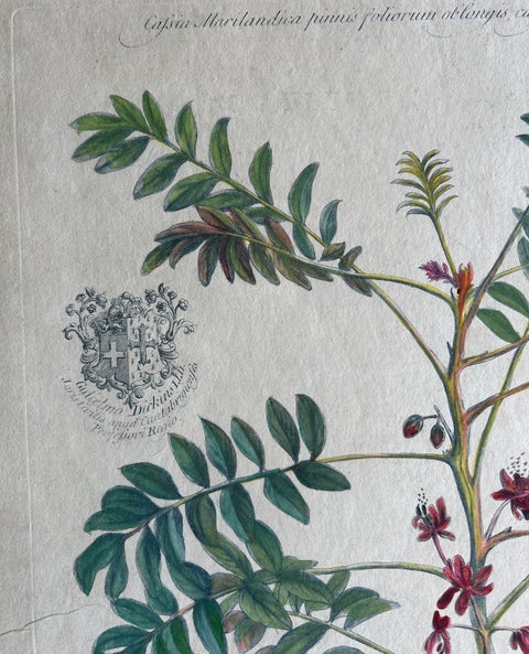 Set, Cassia Barbadensis & Marilandica, Botanical Prints by John Martyn c.1728, view 7