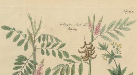 Antique Indigo & Madder Botanical Print, Indigofera & Rubia Tinctorum, c.1831, close-up 2