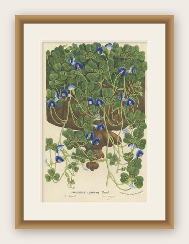 Antique Botany Print of the Parochetus Communis by Van Houtte, circa 1862, shown framed