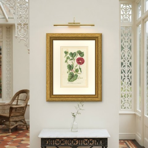 Japanese Morning Glory Punicea Picta, Pharbitis Polymorpha Plate V, 1858, shown framed on a wall, true to size