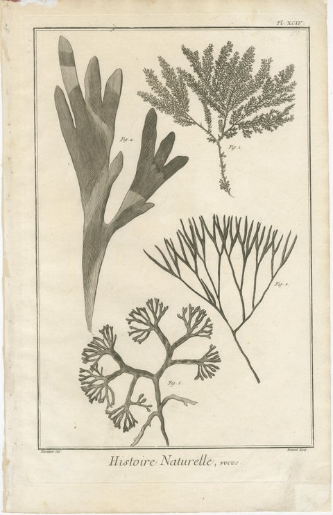 Decorative Antique Prints, Marine Plants and Cactus Engravings, c.1770, view 2