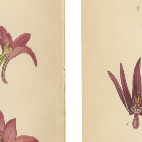 Nigritella Nuances: Botanical Portraits of Alpine Orchids from 1904, close-up 2