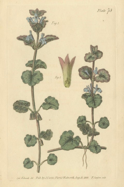 Antique Ground Ivy Botanical Engraving, Glechoma hederacea, 1805, close-up 1
